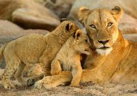 Familia leoa
