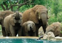 Elefantes no Impodimo Game Lodge