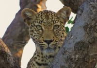 Kapama, África do Sul