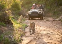 Kapama game reserve game drive experience