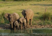 Kapama southern camp game drive elefantes