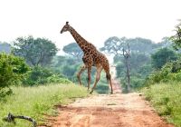 Kapama southern camp game drive girafas