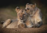 Kapama southern camp game drive leoes