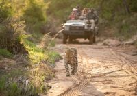 Kapama southern camp game drive leopardo