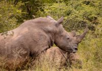 Kapama southern camp game drive rinoceronte