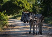 Kapama southern camp game drive zebras