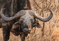 Last word madikwe bufalo