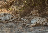 Last word madikwe leopardo