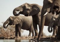Last word madikwe observacao elefantes
