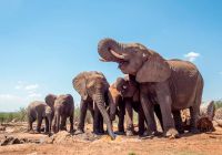 Madikwe safari rhulani b