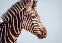 Madikwe safari rhulani e