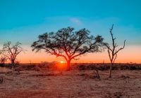 Madikwe safari rhulani h