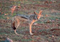 Madikwe safari rhulani n