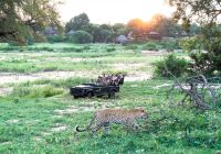 Malamala camp safari leopardo