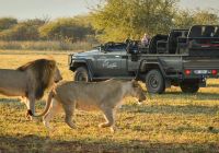 Marataba mountain lodge safari