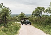 Mdluli safari game drive