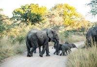 Mdluli safari wildlife elephant