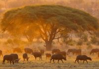 Nantwich zimbabue safari manada touro