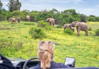 Observando manada de elefantes na africa do sul