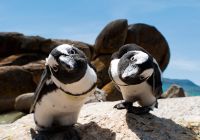 Pinguins boulders beach