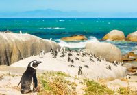Pinguins cape town