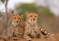 Royal malewane cheetah