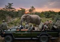 Royal malewane elefante