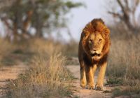 Royal malewane leao safari