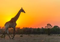 Sabi sabi earth lodge giraffe