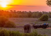 Sabi sabi lodges safari