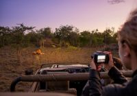 Safari na África do Sul