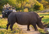 Safari na África do Sul