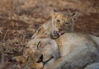 Safári no Singita Sweni
