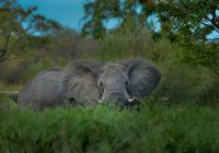 Vista da vida selvagem, elefante