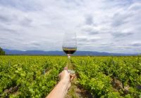 Argentina mendoza vinicola