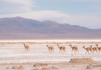 Argentina pristine camps salinas grandes fauna