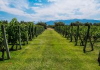 Beautiful view of a plantation of grape bearing vines with the andes mountains in the background men