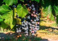 Cachos de uva em mendoza na argentina