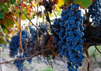 Close em cacho de uva em mendoza na argentina