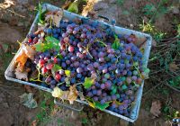 Foto de cima de caixa com uvas em mendoza na argentina
