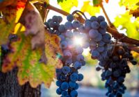 Grape plantation in the state of mendoza argentina