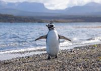 Hammer island ushuaia