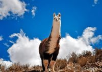 Lhama na província de Salta