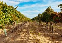 Malbec grape plantation in the city of san rafael mendoza argentina