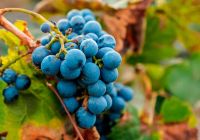 Malbec grapes lujan de cuyo mendoza province argentina