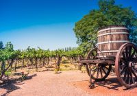 Vineyards in the province of mendoza in argentina