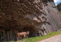 Vaca garni
