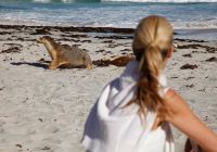 Australia lla southern ocean lodge seal bay
