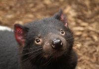 Australia tasmania animal