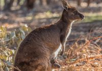 Cangurus em Hanson Bay Wildlife Sanctuary em Kangaroo Island
